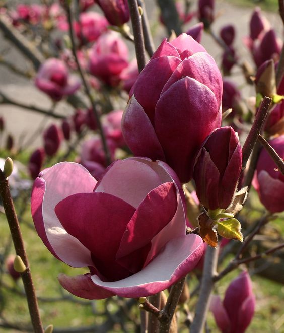 Japanese Magnolia (Purple) (Magnolia liliiflora)